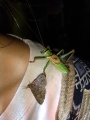 Neobarrettia hakippah