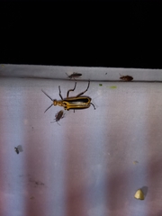 Pyrota trochanterica werneri