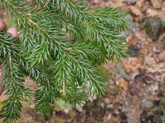 Picea jezoensis