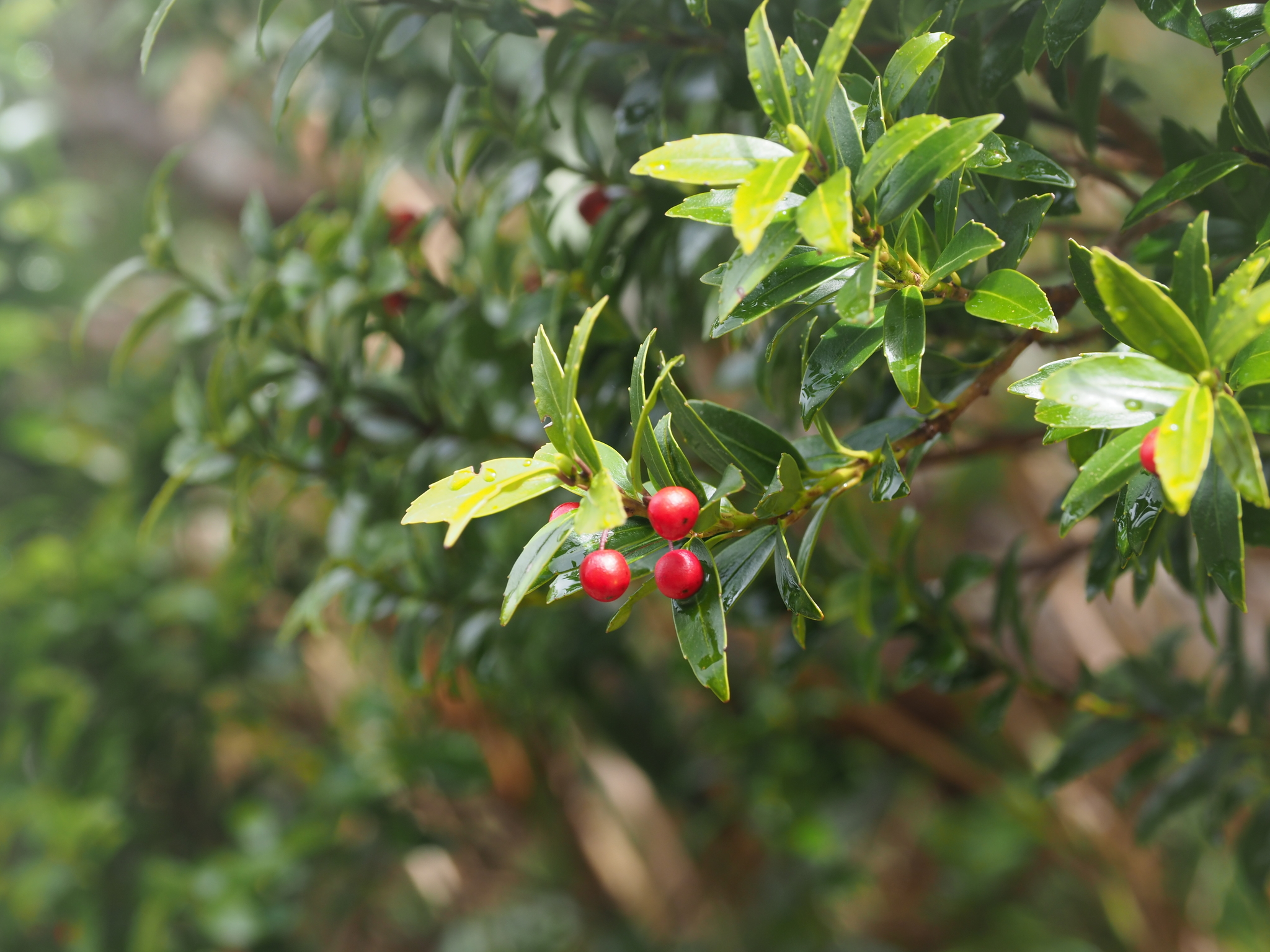 Ilex sugerokii