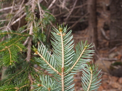 Picea jezoensis