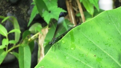 Psolodesmus mandarinus