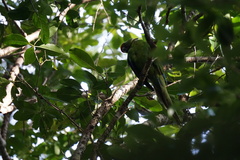 Cyanoramphus cookii