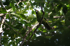 Cyanoramphus cookii