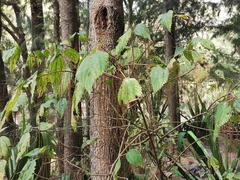 Boehmeria macrophylla