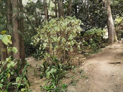 Boehmeria macrophylla