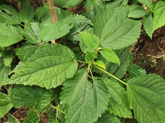 Boehmeria macrophylla