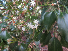 Jasminum didymum