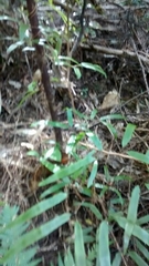 Lygodium articulatum