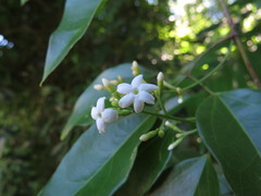Jasminum didymum