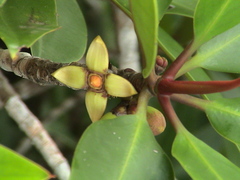 Rhizophora apiculata