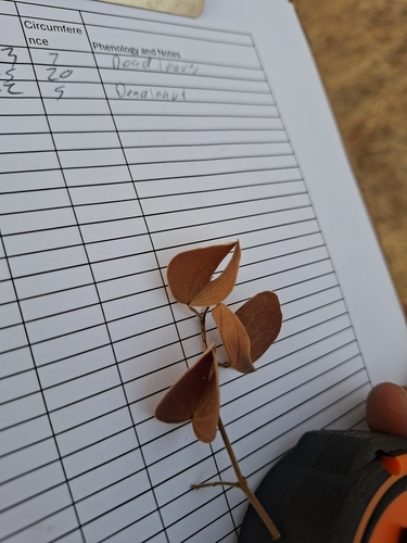 Mopane