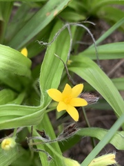 Hypoxis angustifolia buchananii