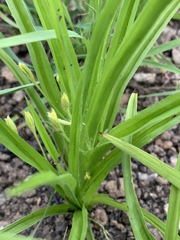 Hypoxis angustifolia buchananii