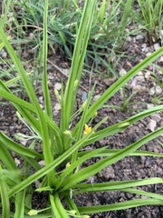 Hypoxis angustifolia buchananii