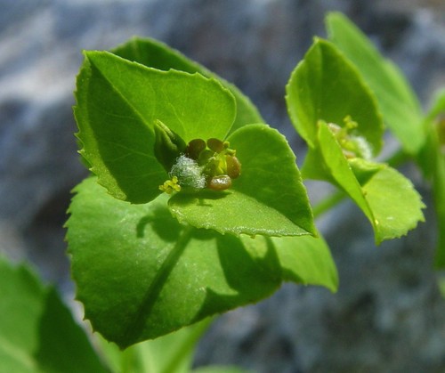 Euphorbia berythea