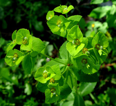 Euphorbia berythea