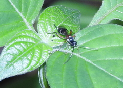 Goryphina