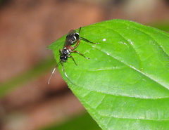 Goryphina