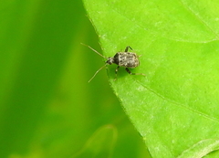 Charagochilus