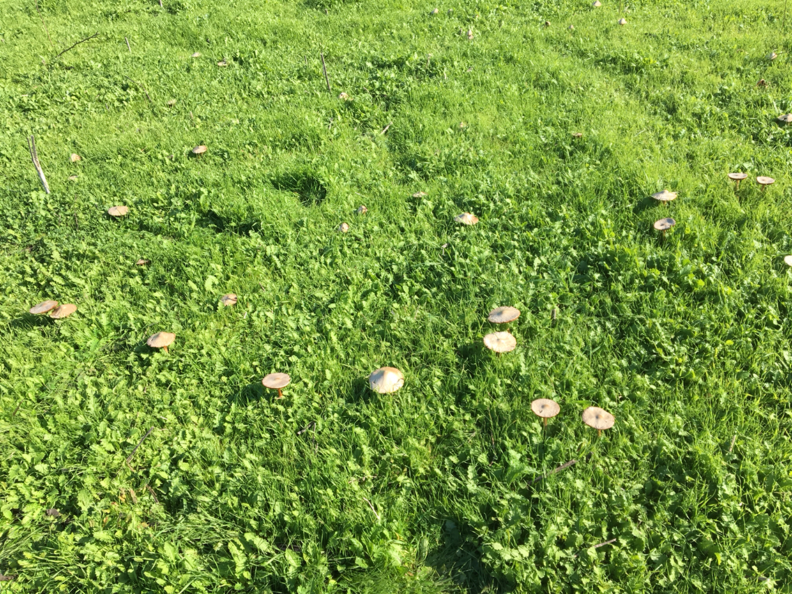 Volvariella gloiocephala image