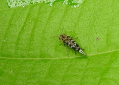Glipa malaccana