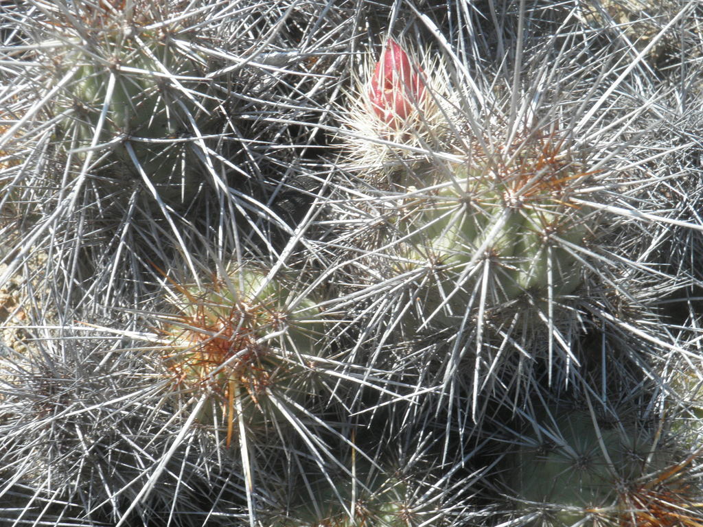 Echinocereus barthelowianus, Comondú, MX-BS, MX