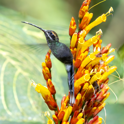 White-whiskered Hermit (Phaethornis yaruqui)