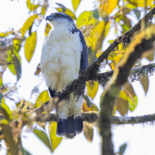 Grey-backed Hawk (Pseudastur occidentalis), photo 2