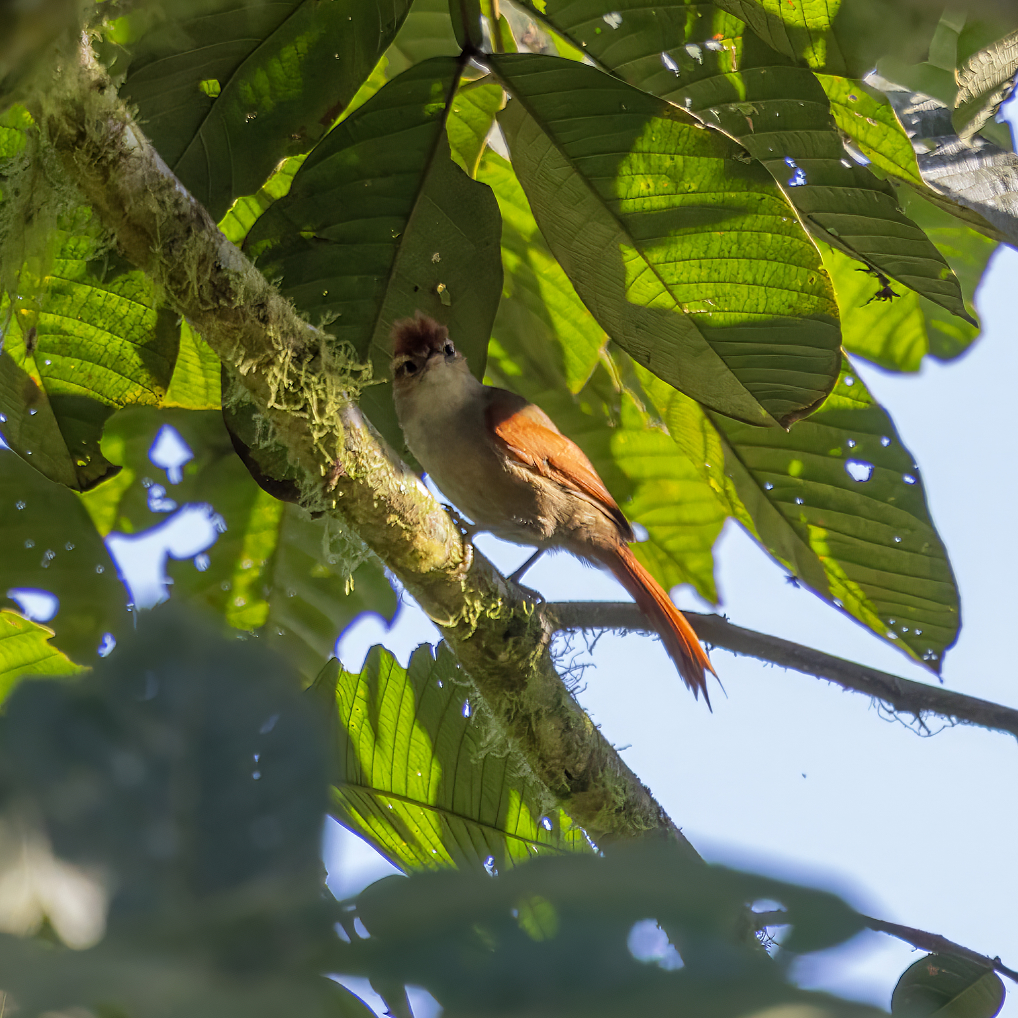 Line-cheeked Spinetail (Cranioleuca antisiensis), photo 4