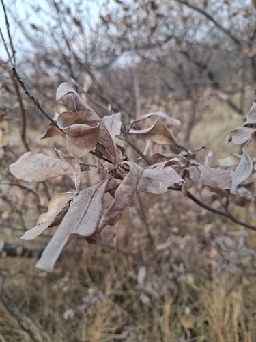 silver terminalia
