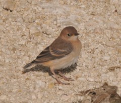 Epthianura tricolor