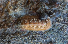 Ischnochiton cariosus
