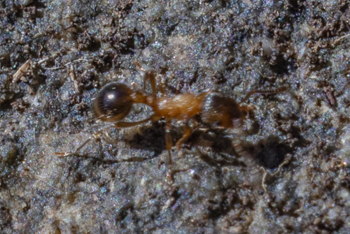 Myrmica dshungaricaMyrmica dshungarica