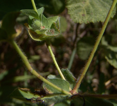 Euphorbia hirsuta