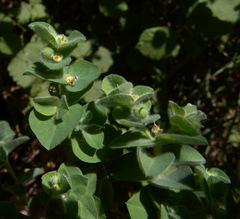 Euphorbia hirsuta