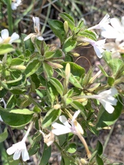 Dyschoriste burchellii