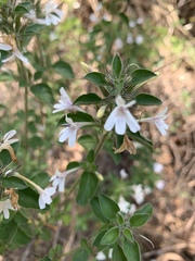 Dyschoriste burchellii