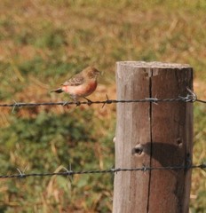 Epthianura tricolor