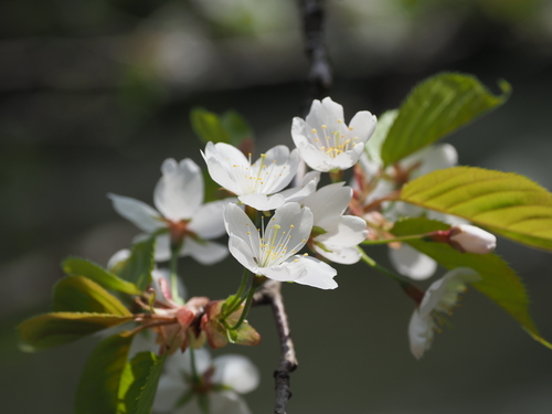 Prunus leveilleana