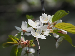 Prunus leveilleana