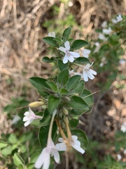 Dyschoriste burchellii