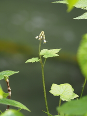 Tiarella polyphylla