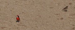 Epthianura tricolor