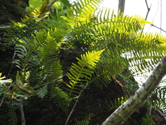 Polypodium fauriei