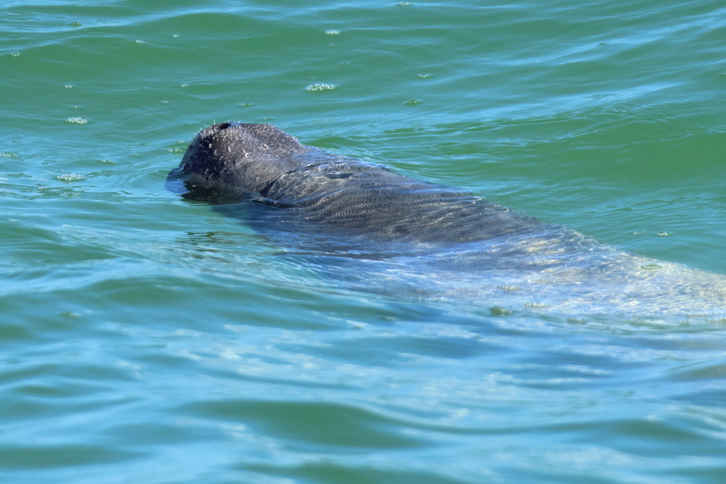 Antillean manatee surfacing to breathe in Quintana Roo, Mexico