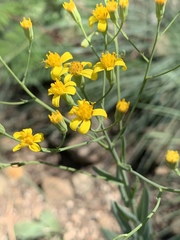Senecio venosus