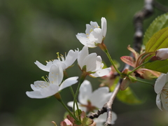 Prunus leveilleana