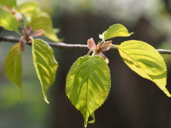 Prunus leveilleana