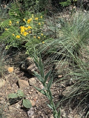 Senecio venosus